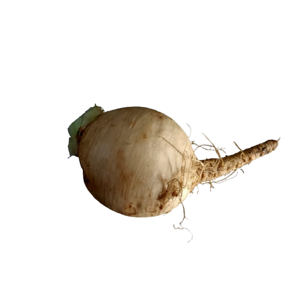 White Turnip organic